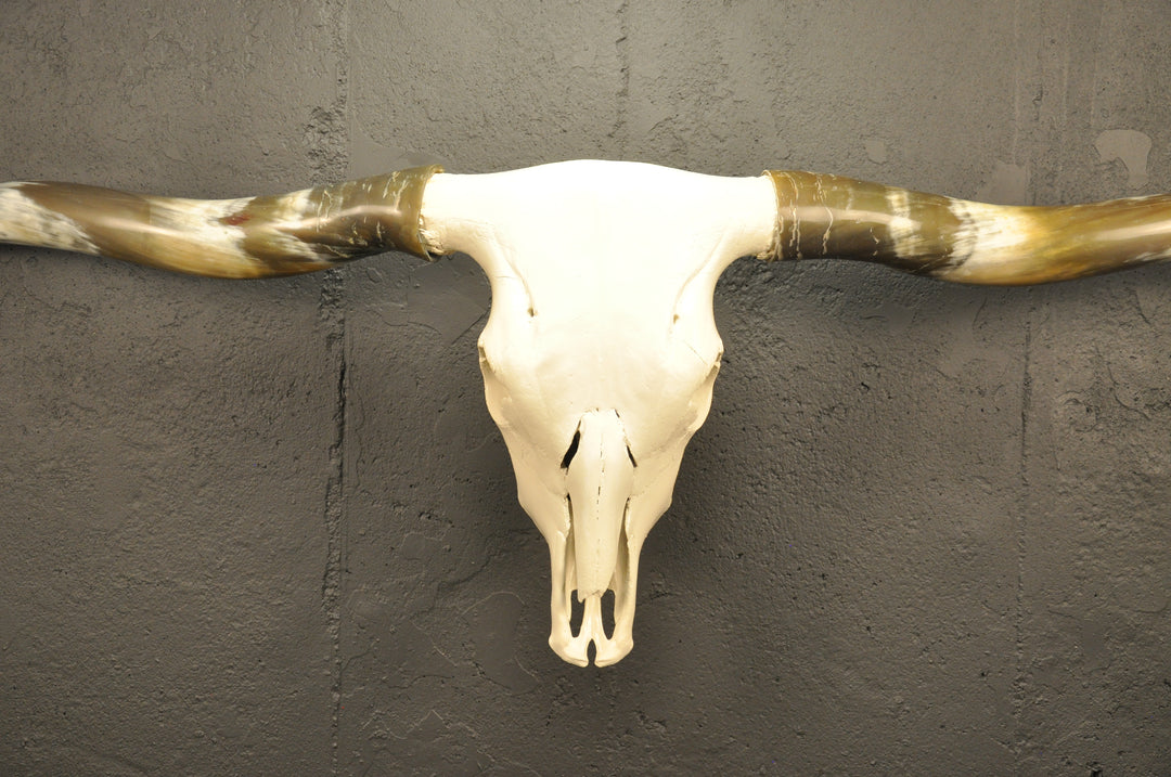OLIVE TWIST - 5' 7" Longhorn Skull