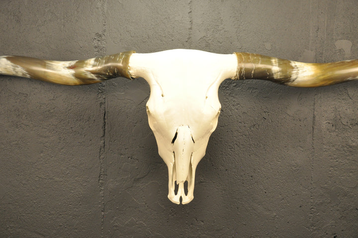 OLIVE TWIST - 5' 7" Longhorn Skull