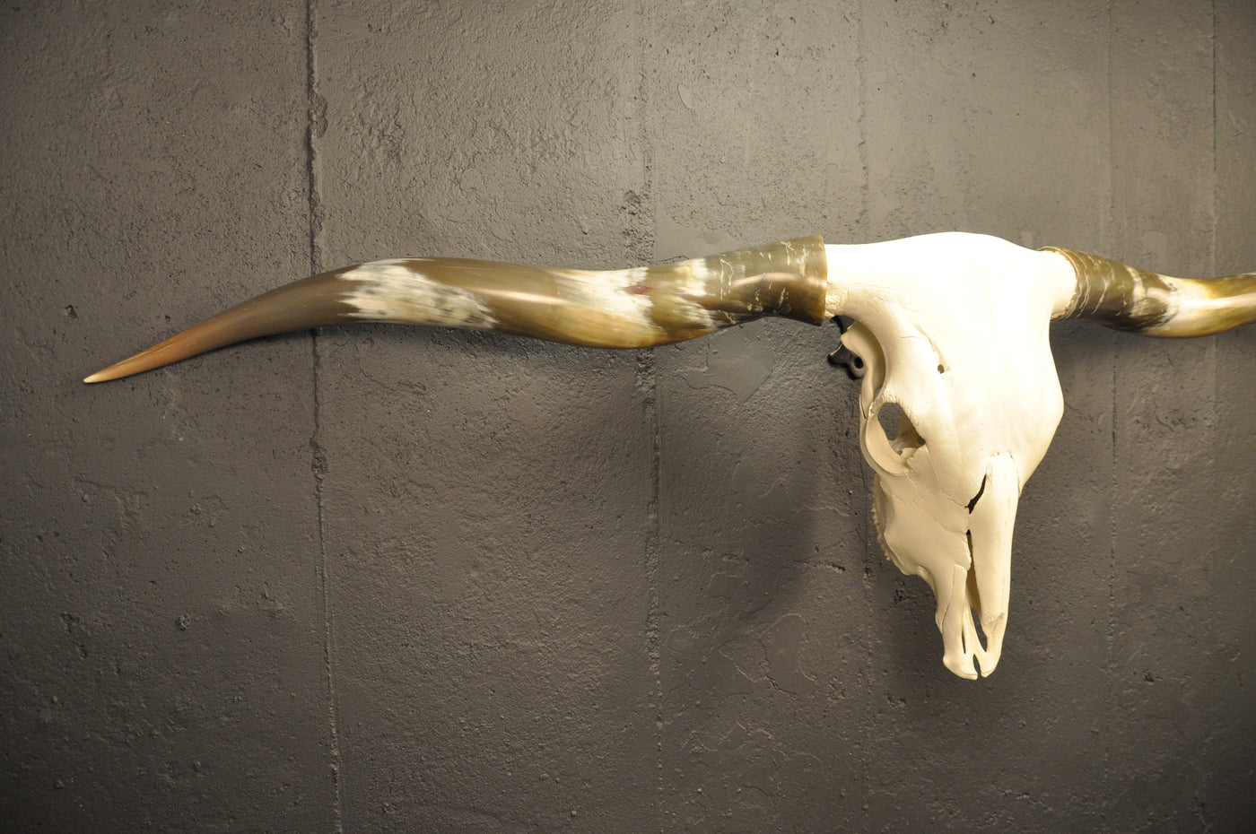 OLIVE TWIST - 5' 7" Longhorn Skull