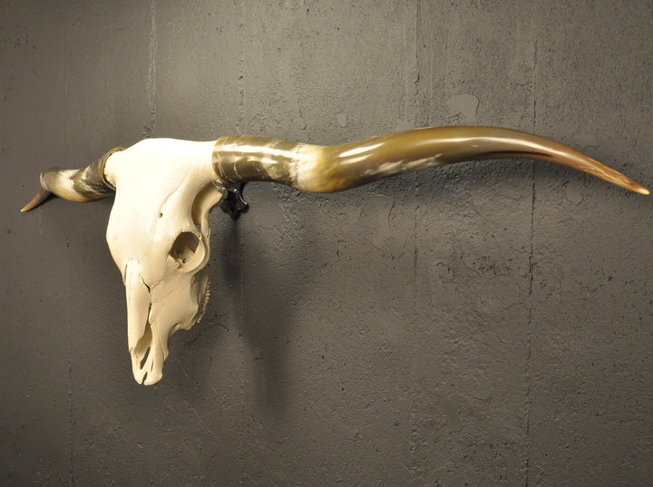 OLIVE TWIST - 5' 7" Longhorn Skull