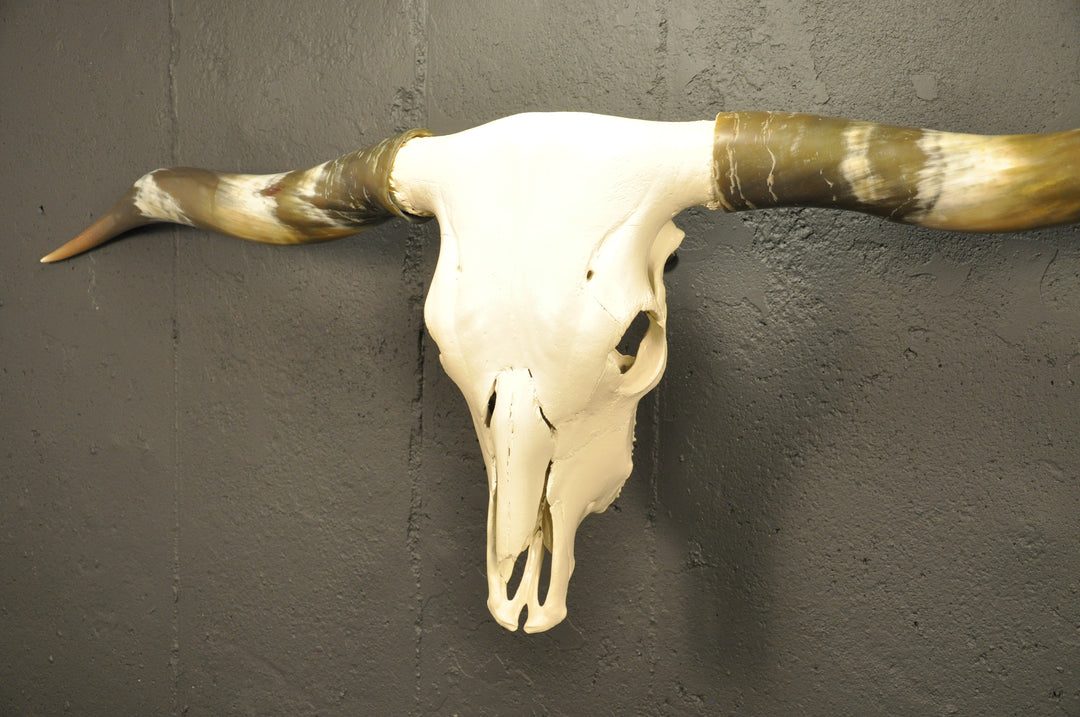 OLIVE TWIST - 5' 7" Longhorn Skull