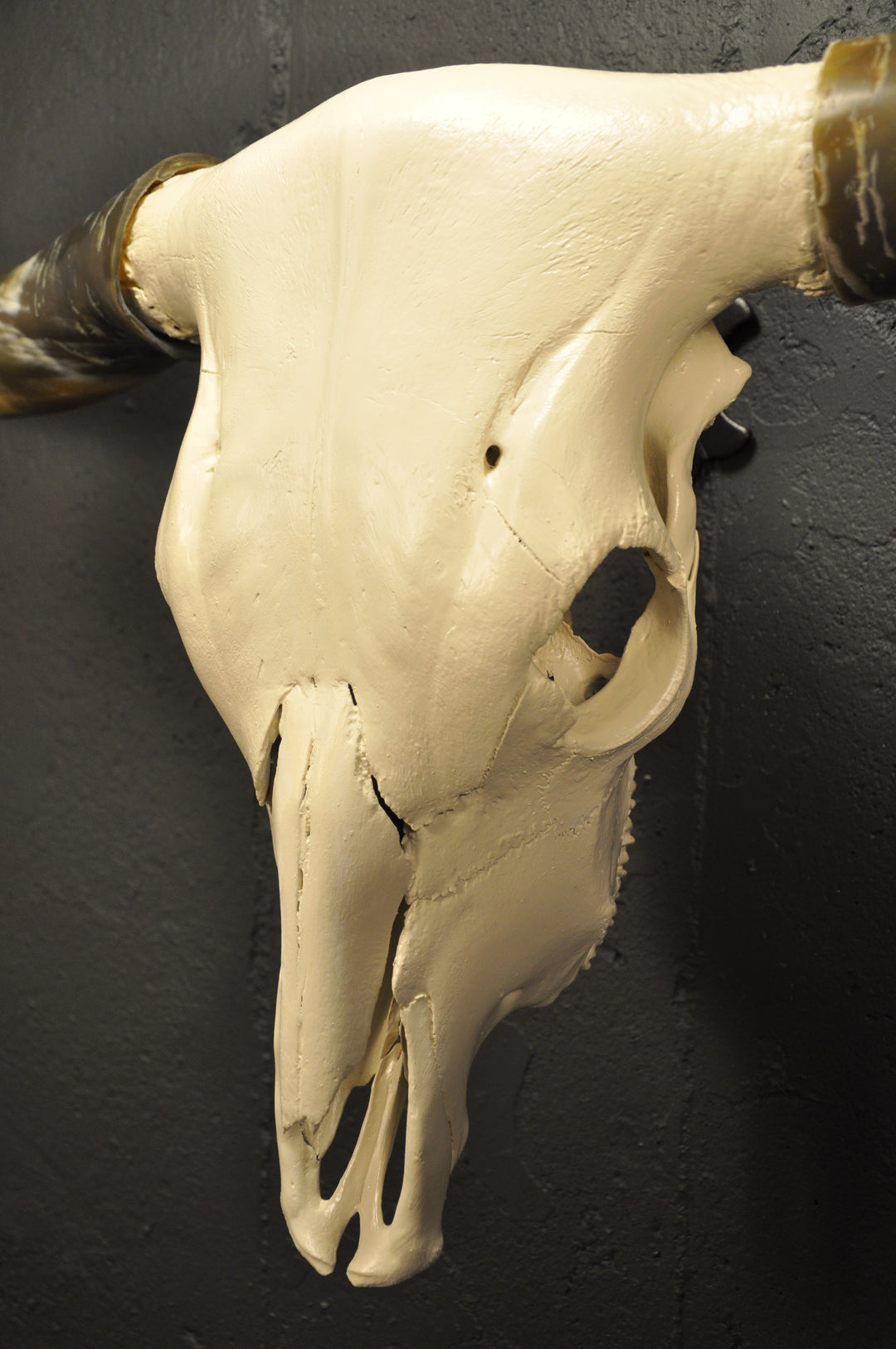 OLIVE TWIST - 5' 7" Longhorn Skull