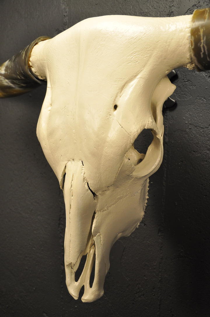 OLIVE TWIST - 5' 7" Longhorn Skull