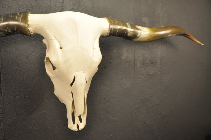 OLIVE TWIST - 5' 7" Longhorn Skull