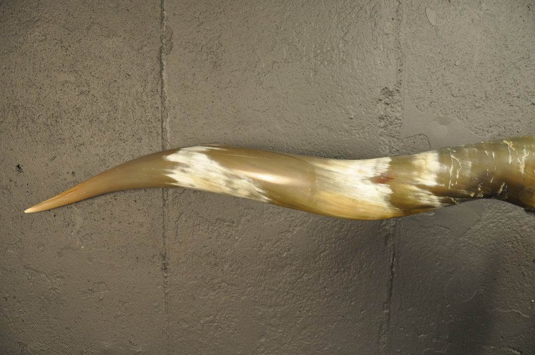 OLIVE TWIST - 5' 7" Longhorn Skull