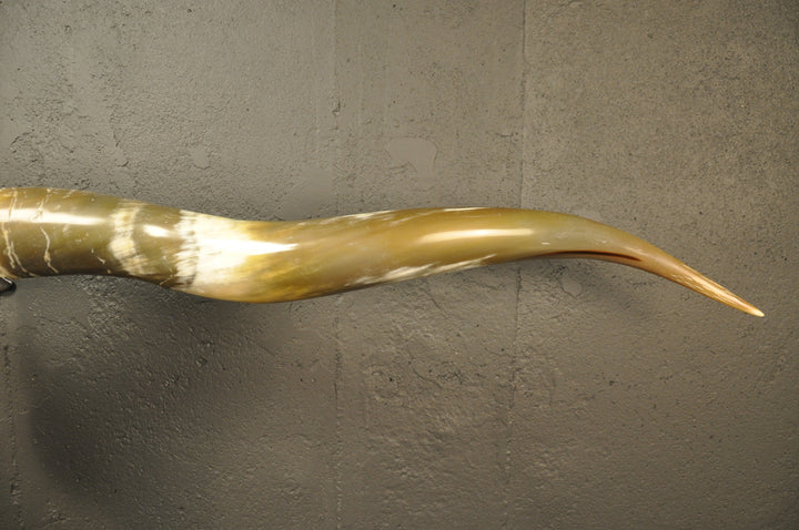 OLIVE TWIST - 5' 7" Longhorn Skull