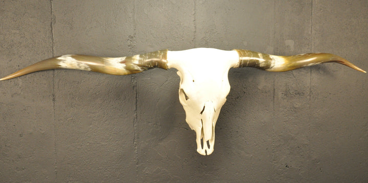 OLIVE TWIST - 5' 7" Longhorn Skull