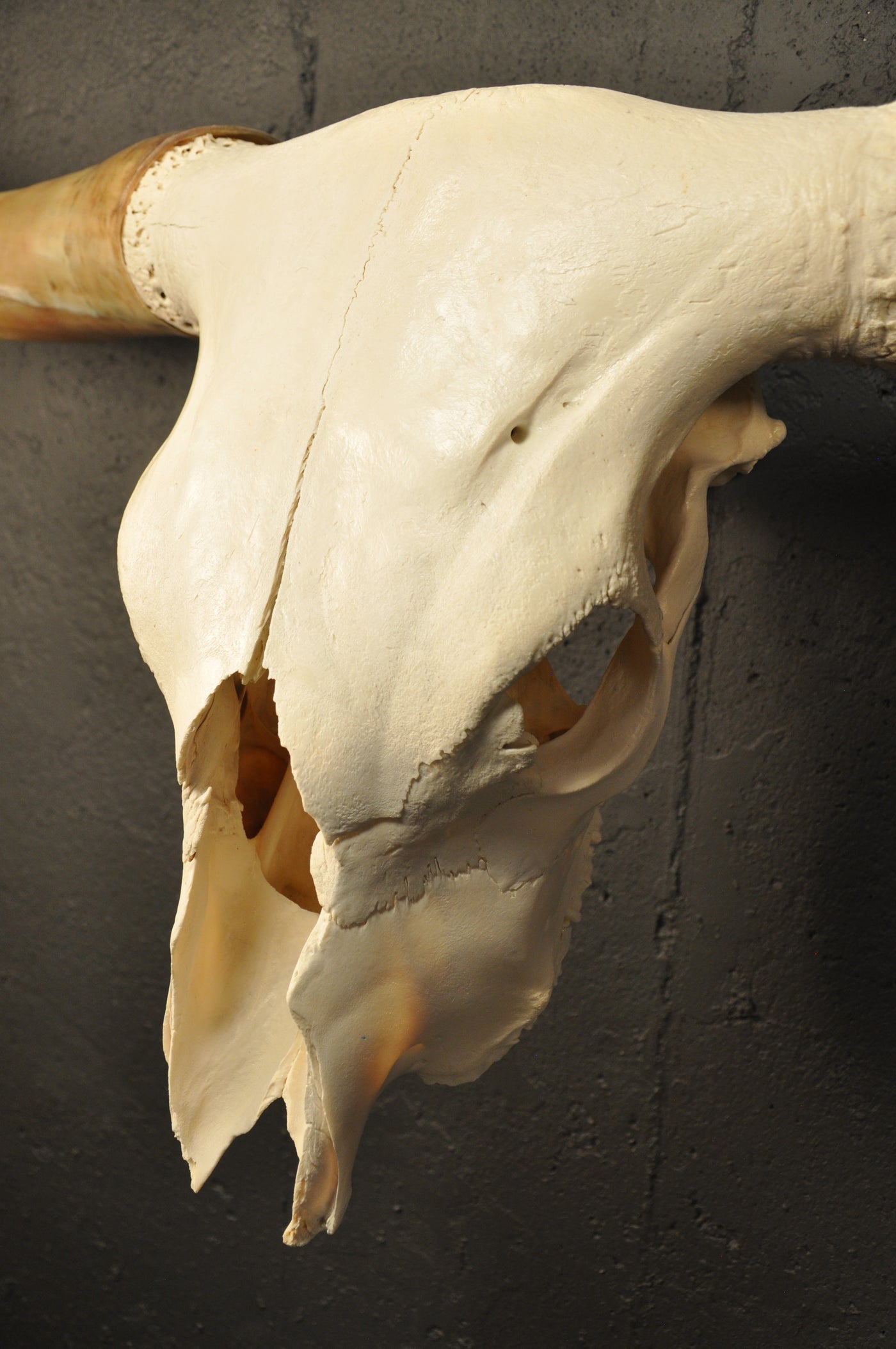 SUNDANCE - 5' 5" Longhorn Skull