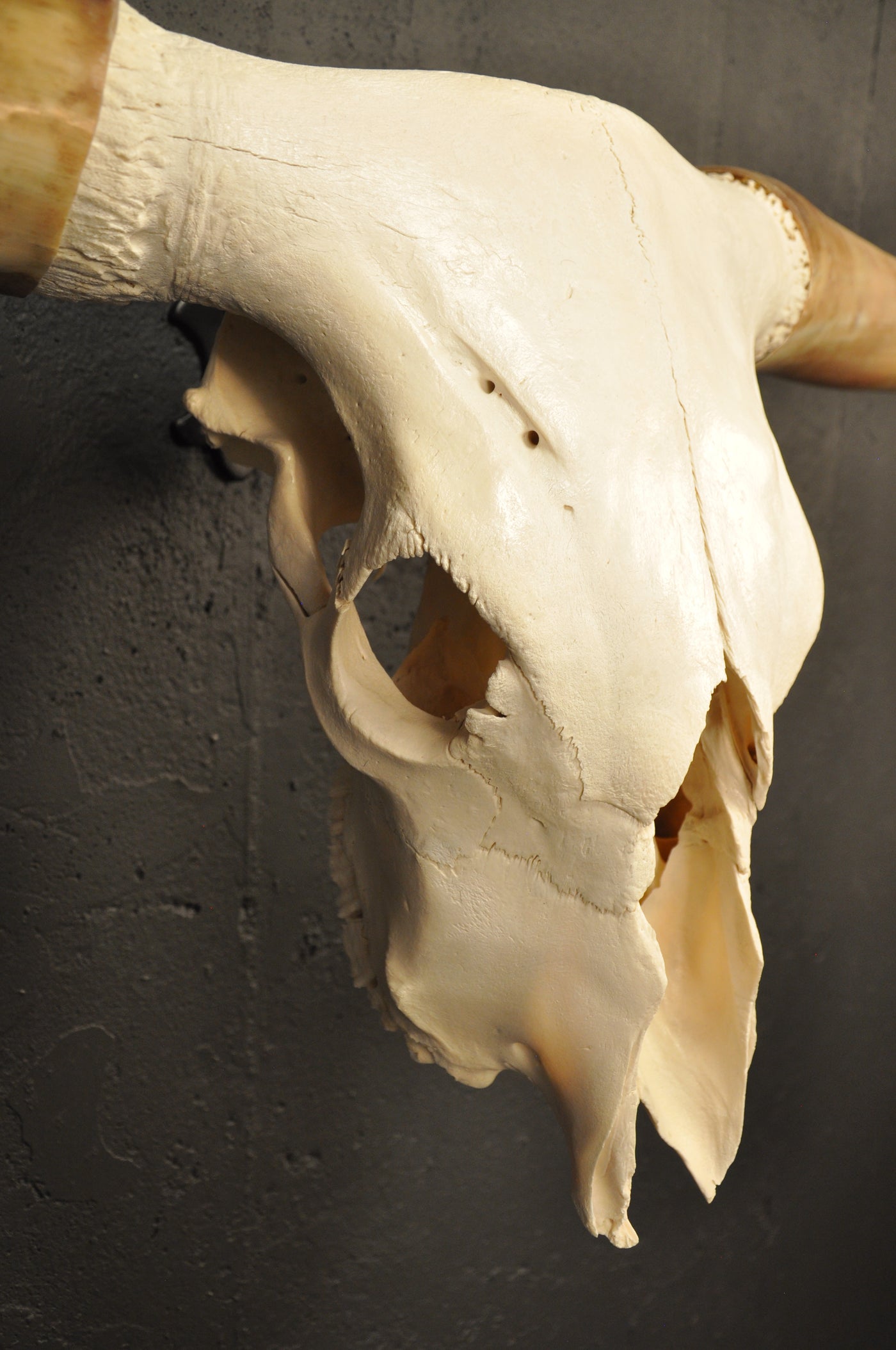 SUNDANCE - 5' 5" Longhorn Skull