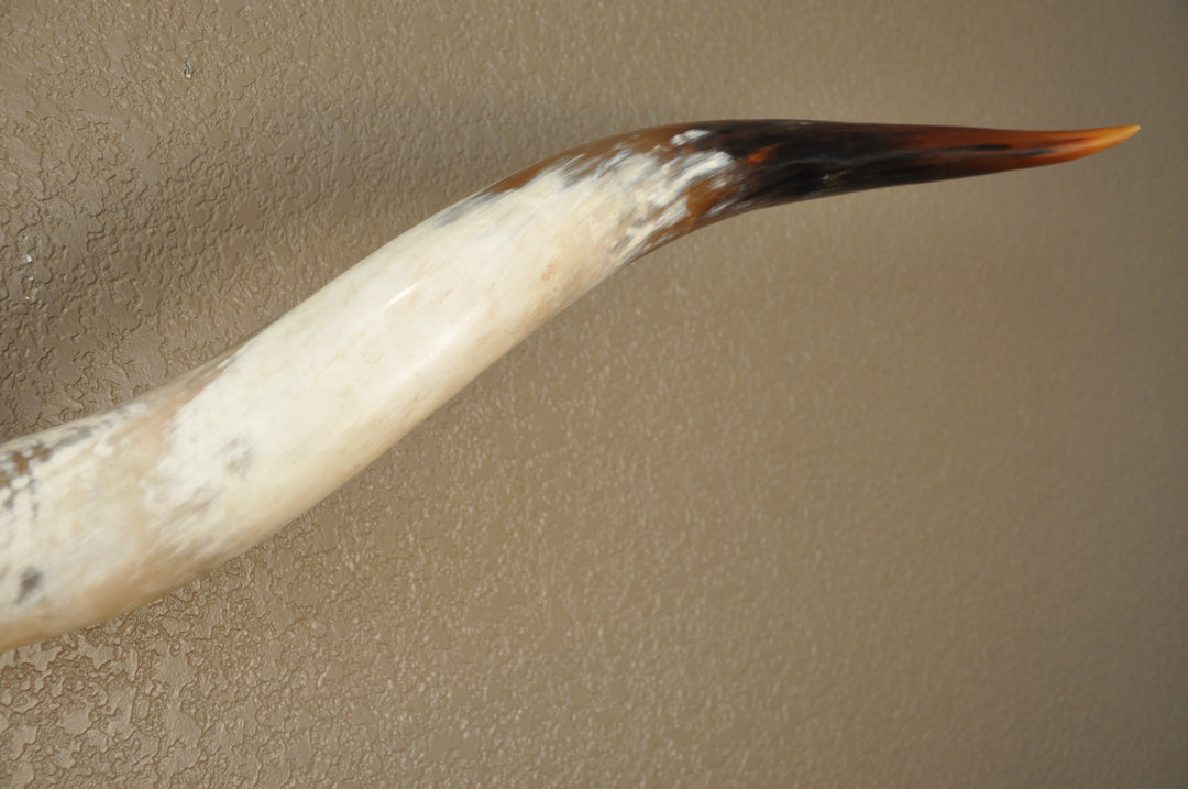 PERFECT SURPRISE - 6' 5" Longhorn Mount