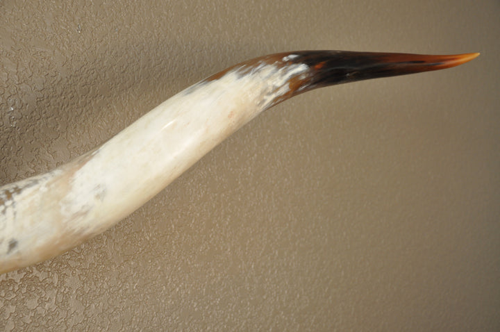 PERFECT SURPRISE - 6' 5" Longhorn Mount