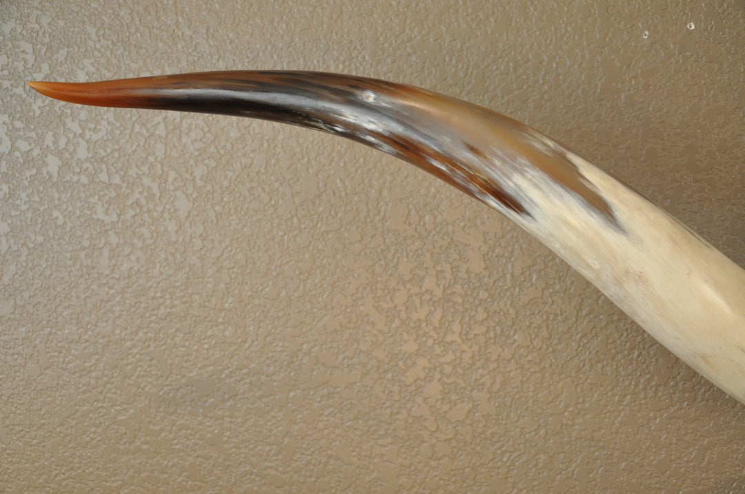 PERFECT SURPRISE - 6' 5" Longhorn Mount