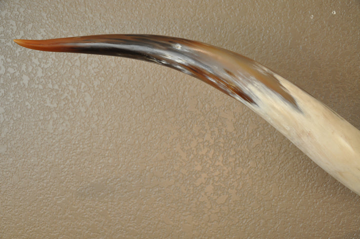 PERFECT SURPRISE - 6' 5" Longhorn Mount