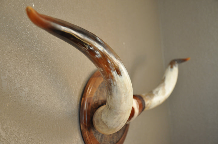 PERFECT SURPRISE - 6' 5" Longhorn Mount