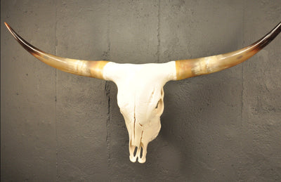 CROOKED - 4' Longhorn Skull