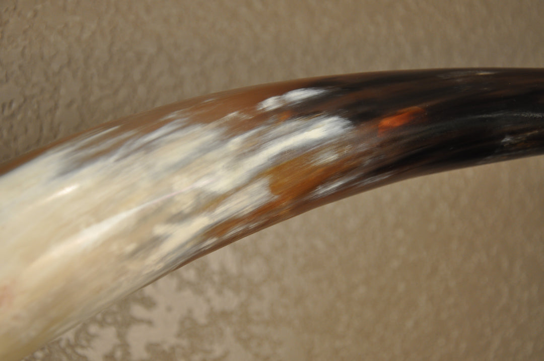 PERFECT SURPRISE - 6' 5" Longhorn Mount