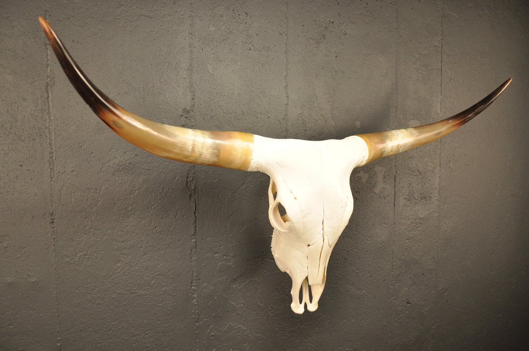 CROOKED - 4' Longhorn Skull