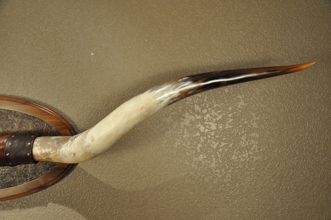 PERFECT SURPRISE - 6' 5" Longhorn Mount