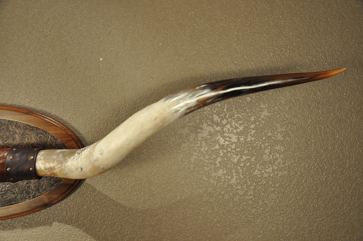 PERFECT SURPRISE - 6' 5" Longhorn Mount