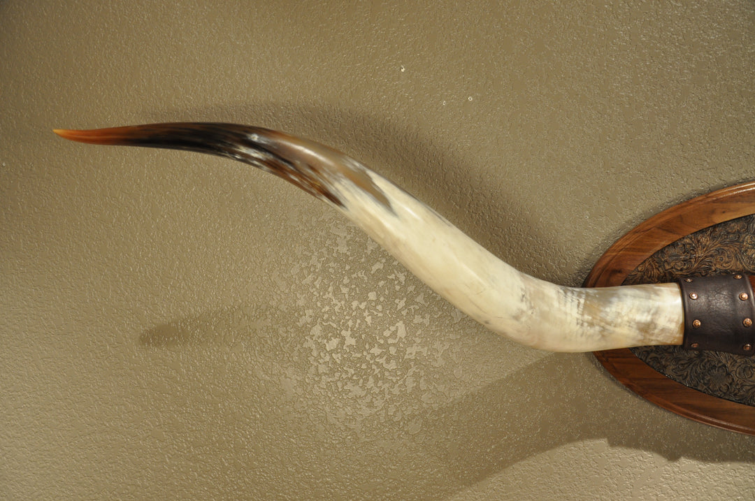 PERFECT SURPRISE - 6' 5" Longhorn Mount