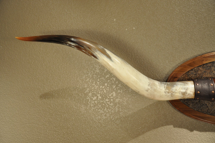 PERFECT SURPRISE - 6' 5" Longhorn Mount