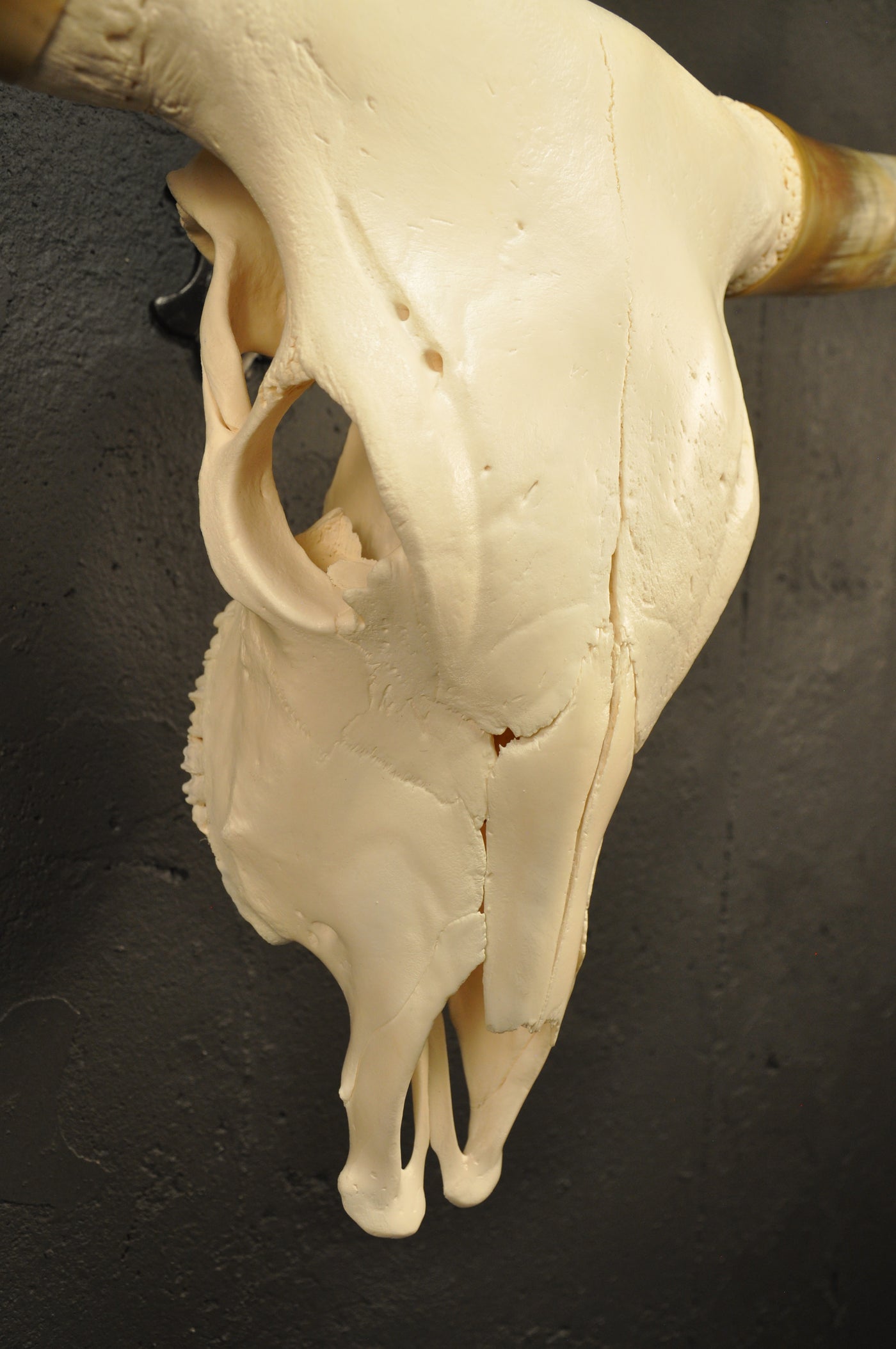 CROOKED - 4' Longhorn Skull