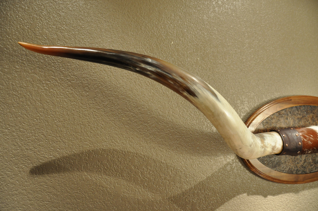 PERFECT SURPRISE - 6' 5" Longhorn Mount