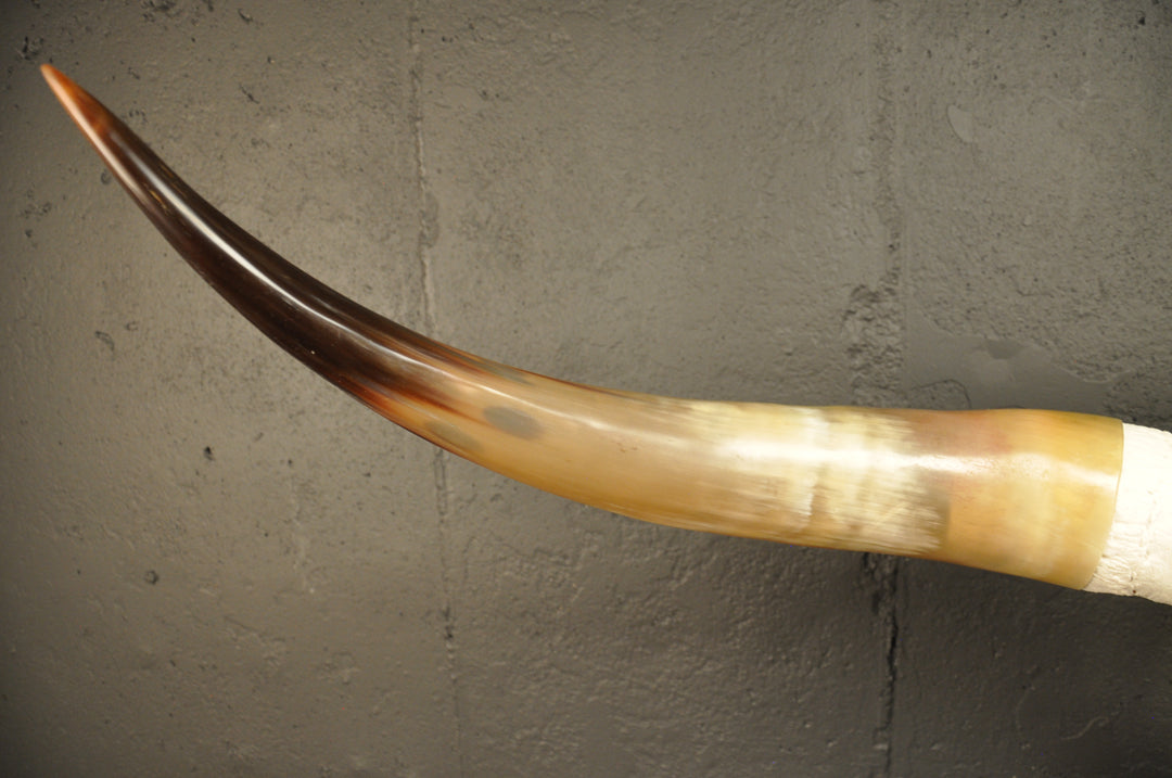 CROOKED - 4' Longhorn Skull