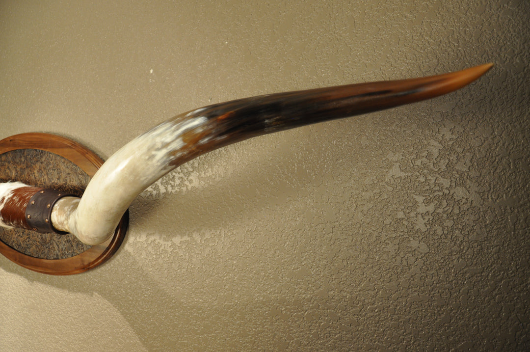 PERFECT SURPRISE - 6' 5" Longhorn Mount