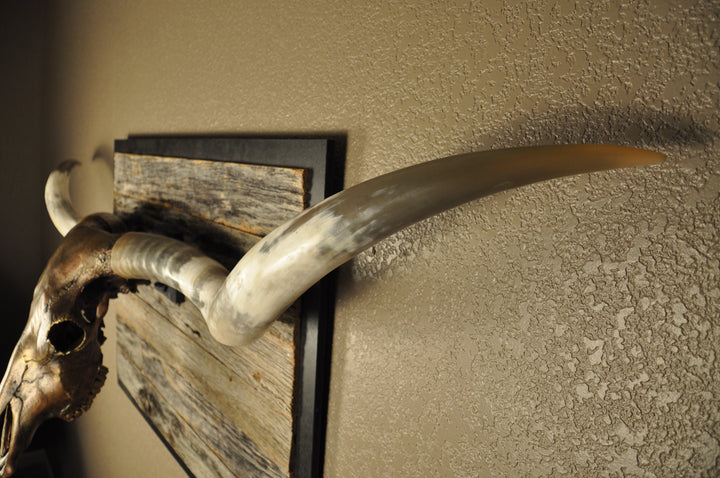 DOLLY DIAMOND - 6' 2" Longhorn Skull