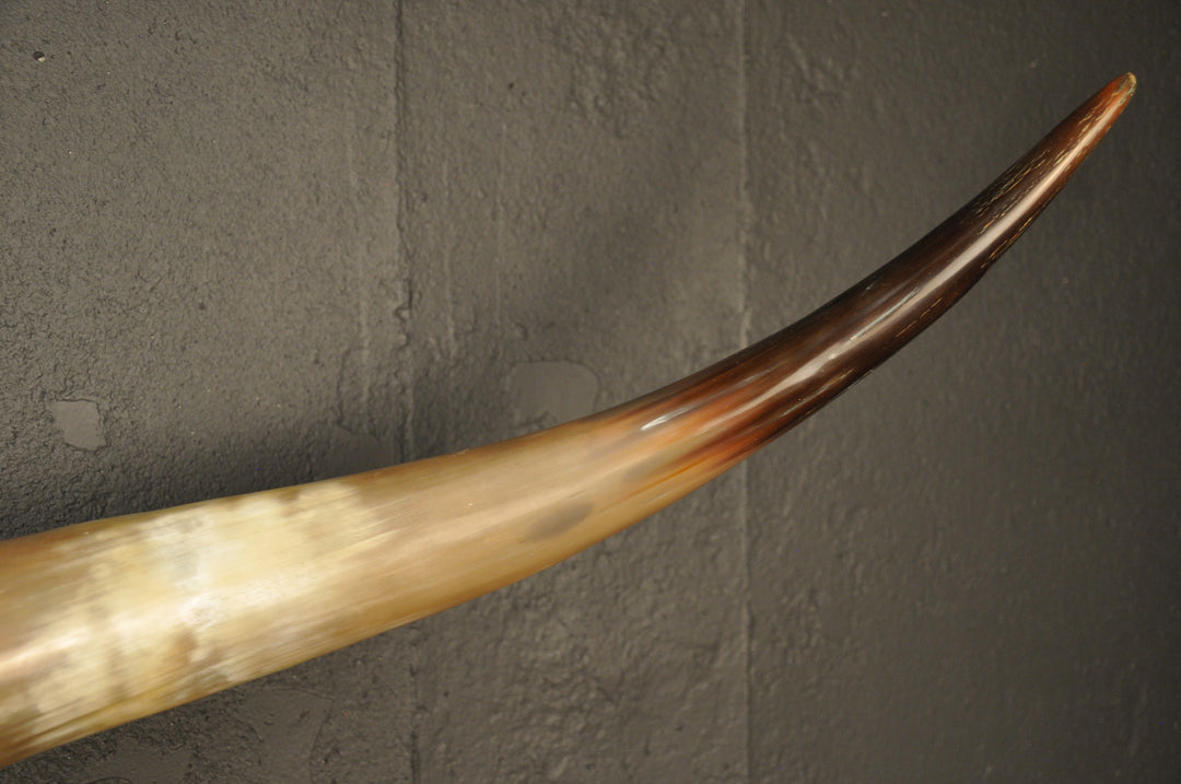 CROOKED - 4' Longhorn Skull