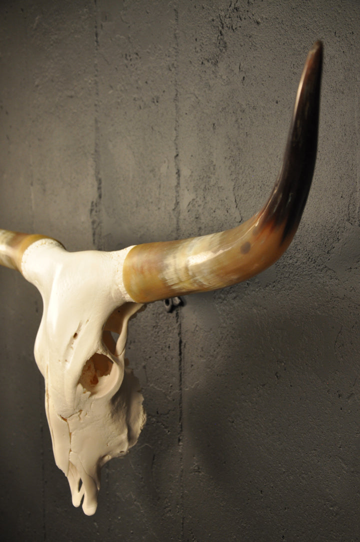 CROOKED - 4' Longhorn Skull