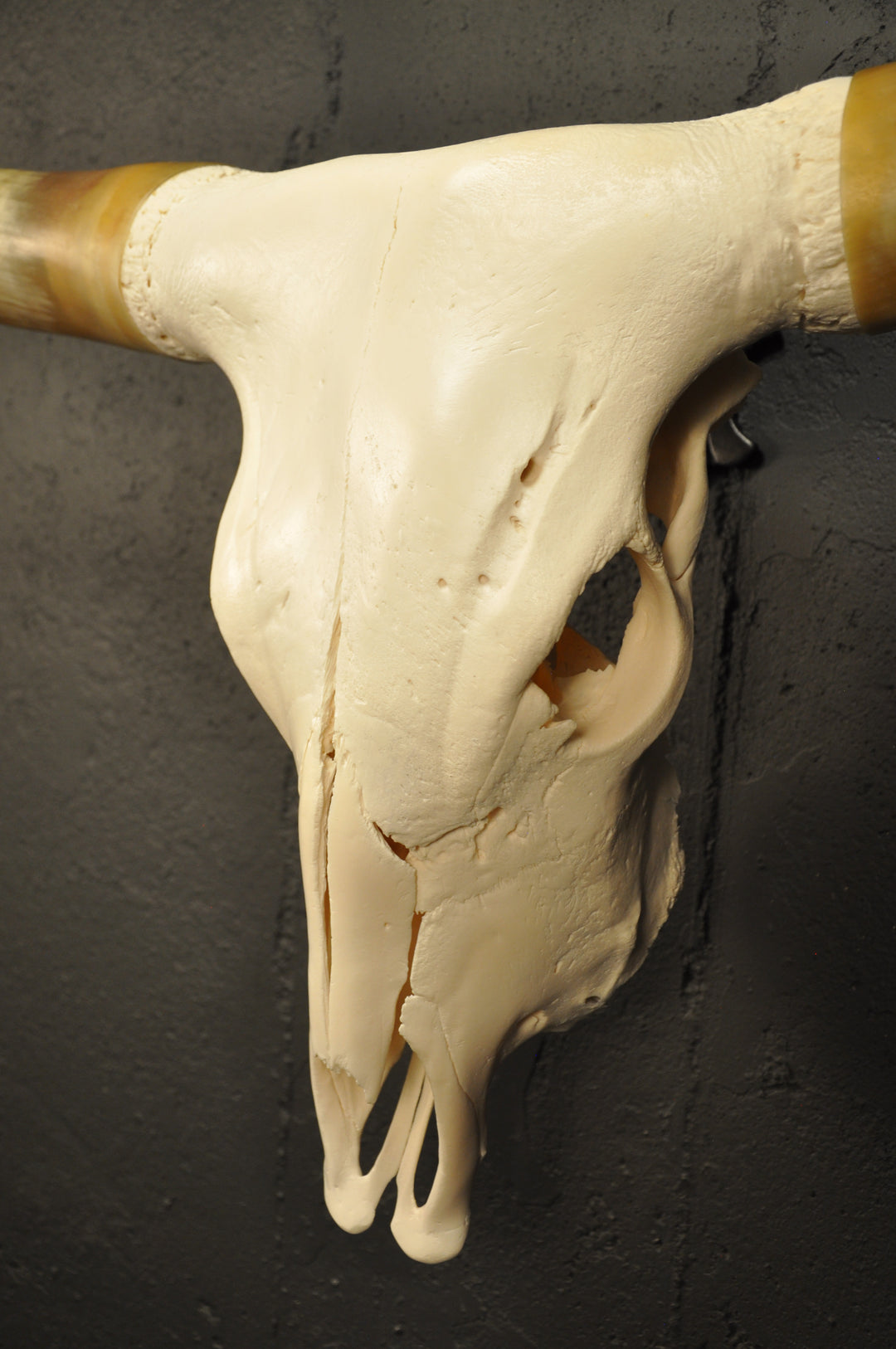CROOKED - 4' Longhorn Skull