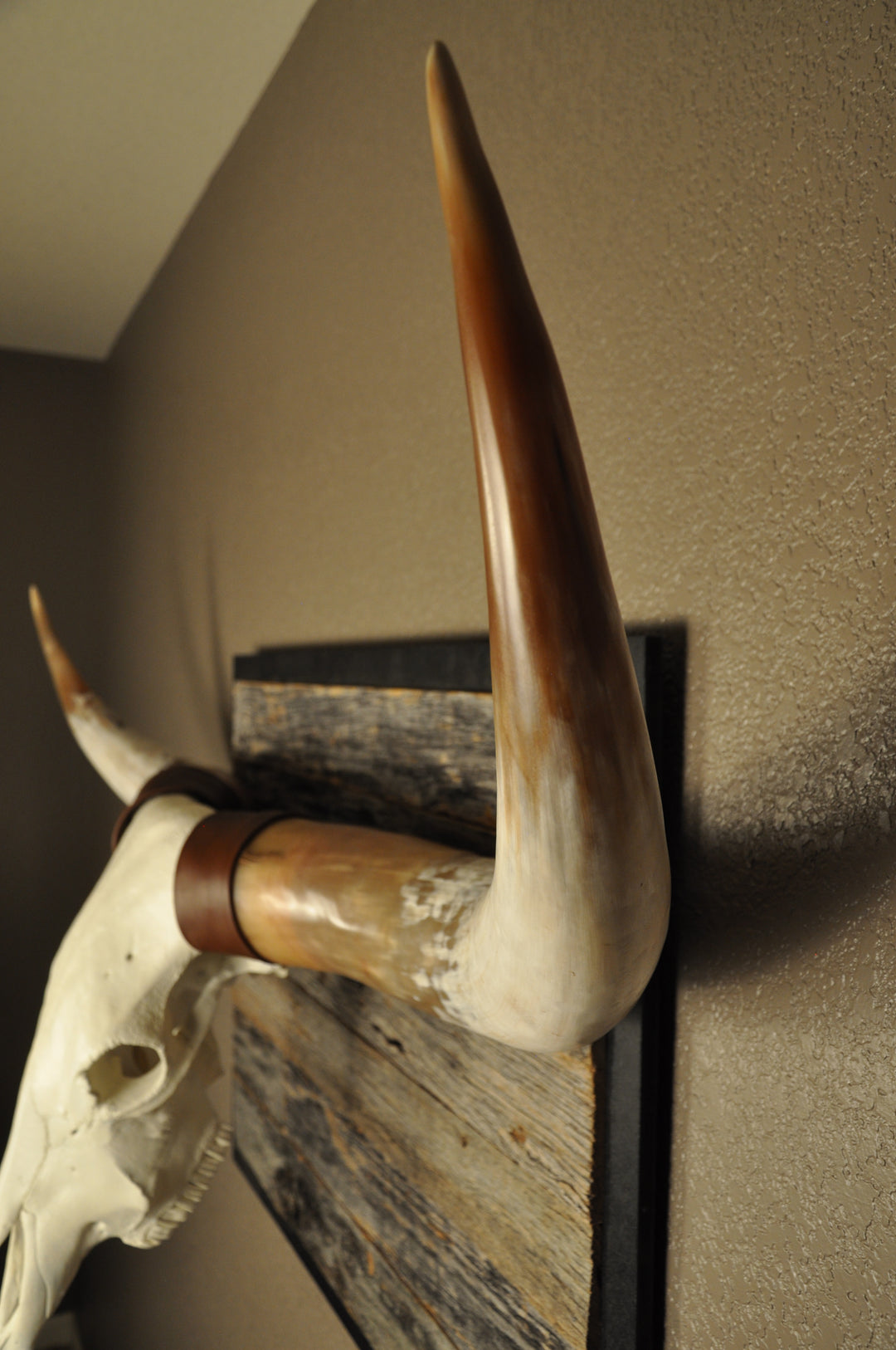 BIG RED - 5' 2" Longhorn Bull Skull