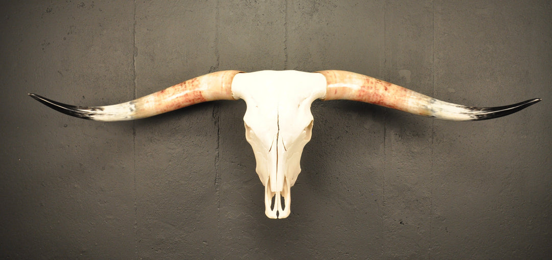 MADELINE - 5' 6" Longhorn Skull