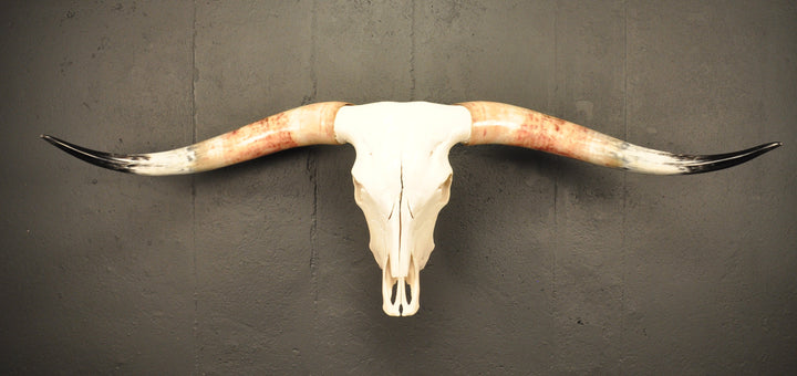 MADELINE - 5' 6" Longhorn Skull