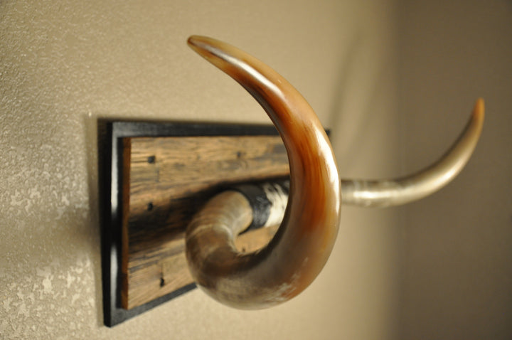 COOKIES & CREAM - 5' 8" Longhorn Mount