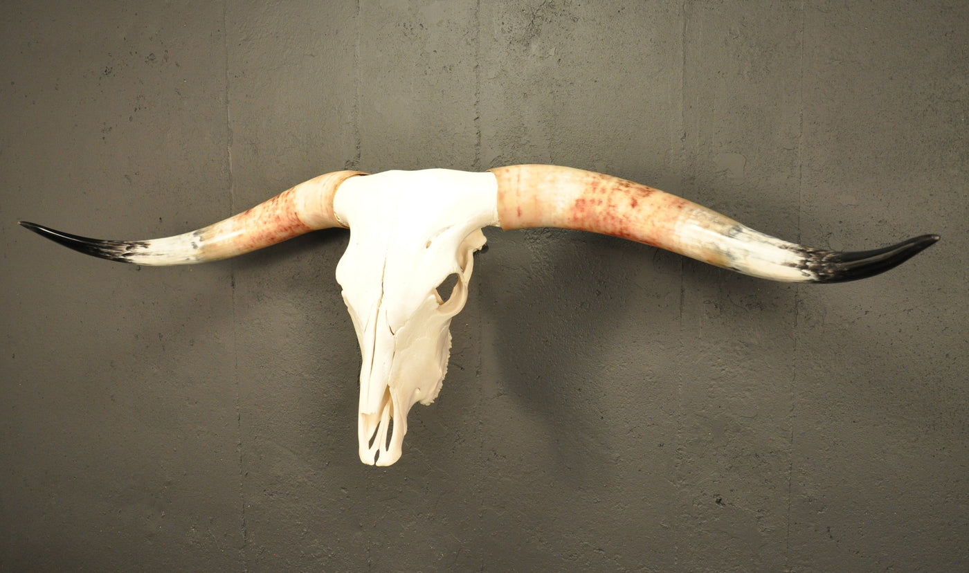 MADELINE - 5' 6" Longhorn Skull