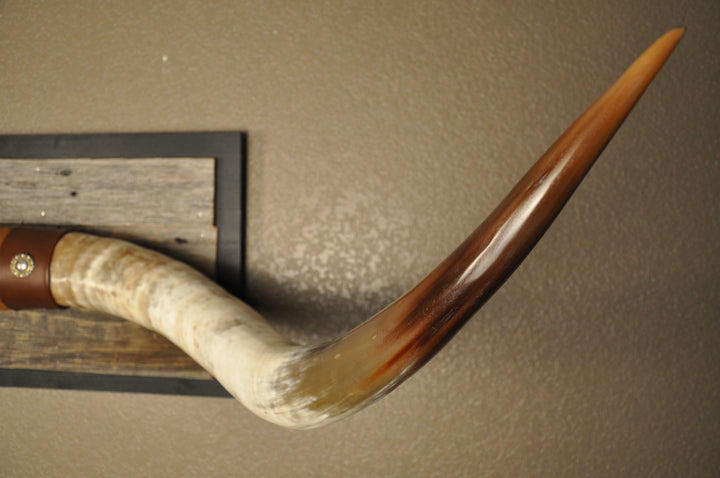 CANYON COLORS - 5' 11" Longhorn Mount