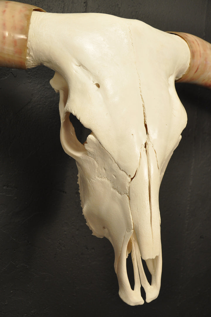 MADELINE - 5' 6" Longhorn Skull