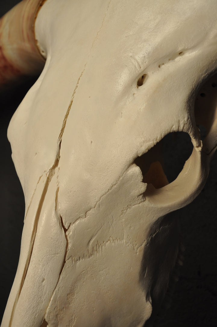 MADELINE - 5' 6" Longhorn Skull
