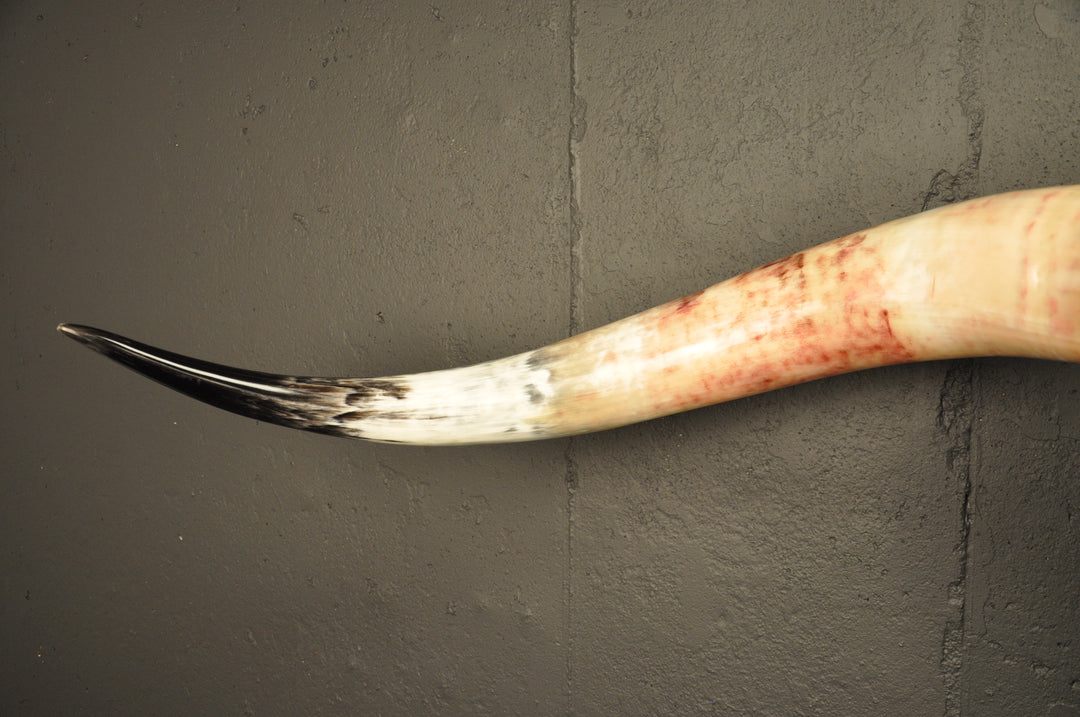 MADELINE - 5' 6" Longhorn Skull