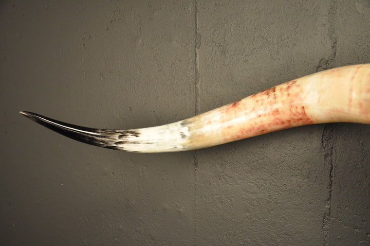 MADELINE - 5' 6" Longhorn Skull