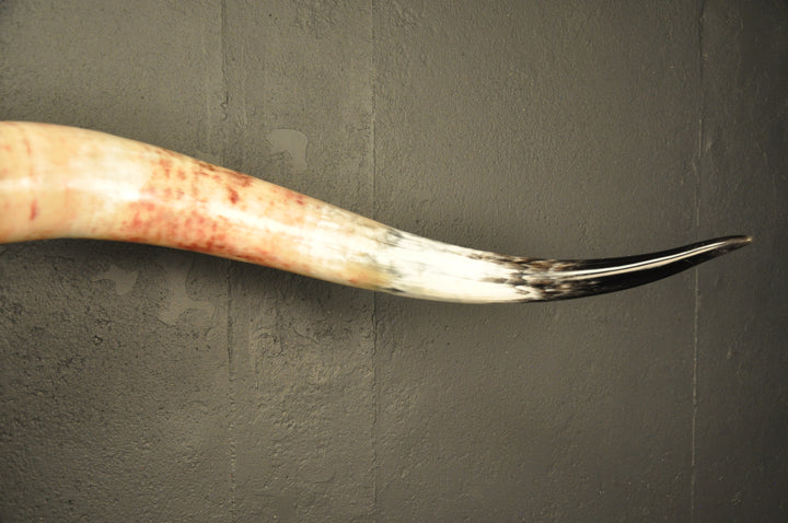 MADELINE - 5' 6" Longhorn Skull