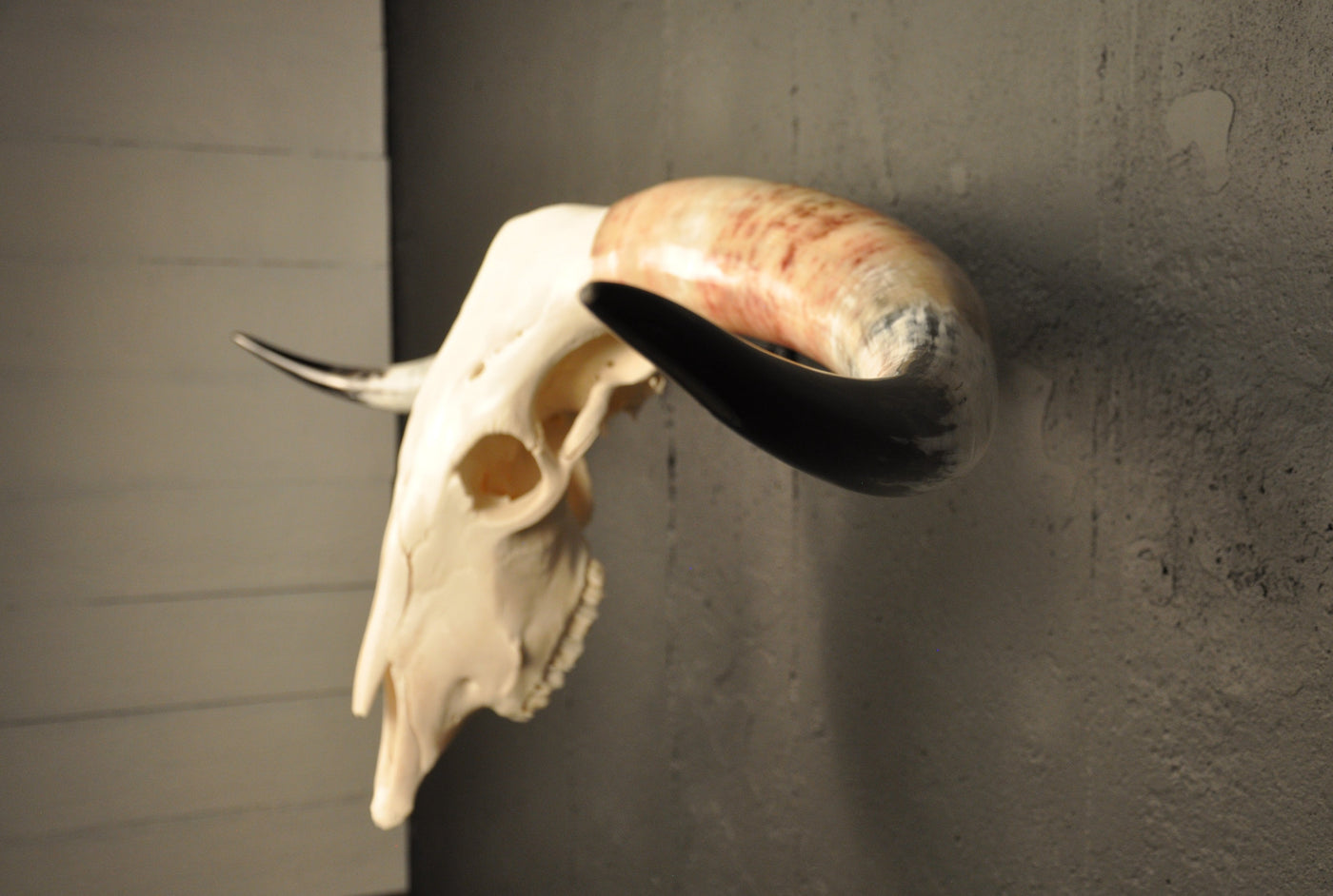 MADELINE - 5' 6" Longhorn Skull