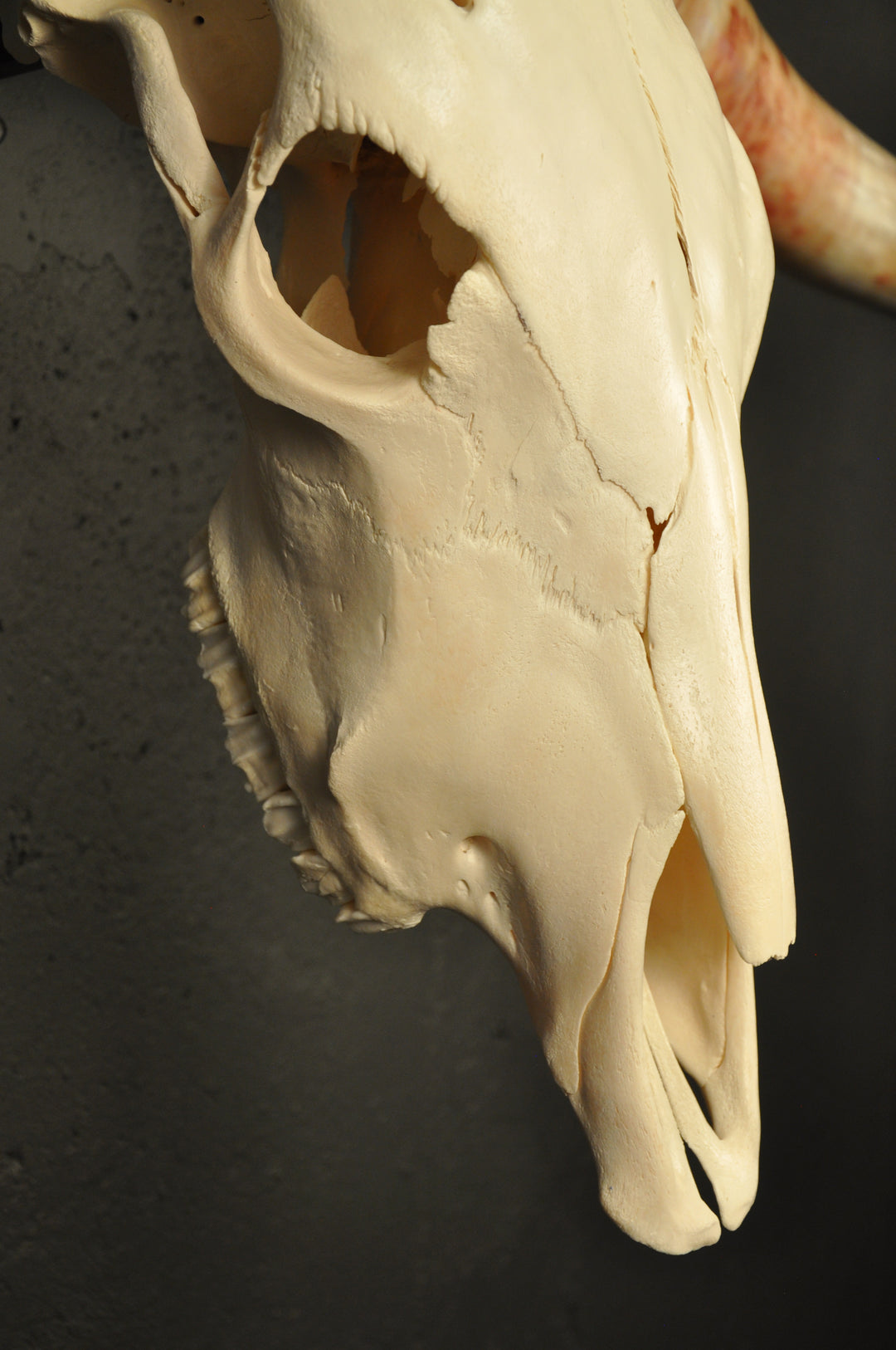 MADELINE - 5' 6" Longhorn Skull