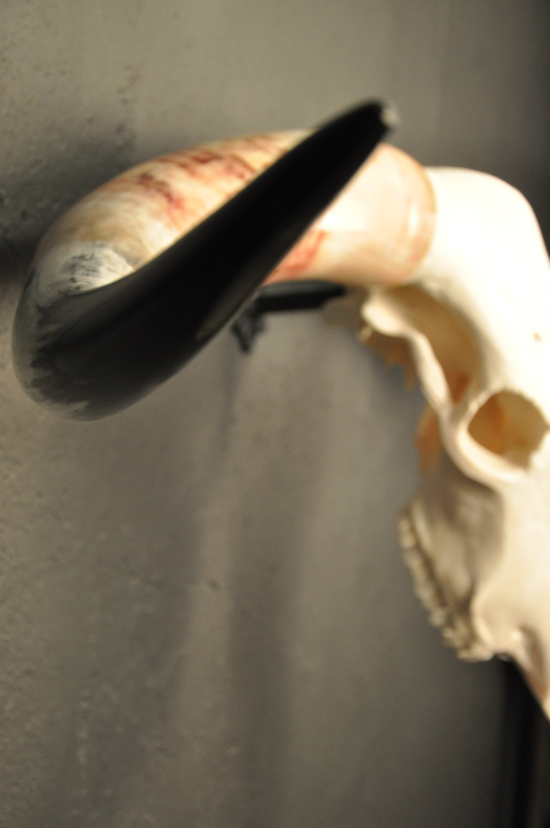 MADELINE - 5' 6" Longhorn Skull