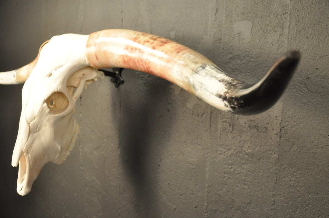 MADELINE - 5' 6" Longhorn Skull