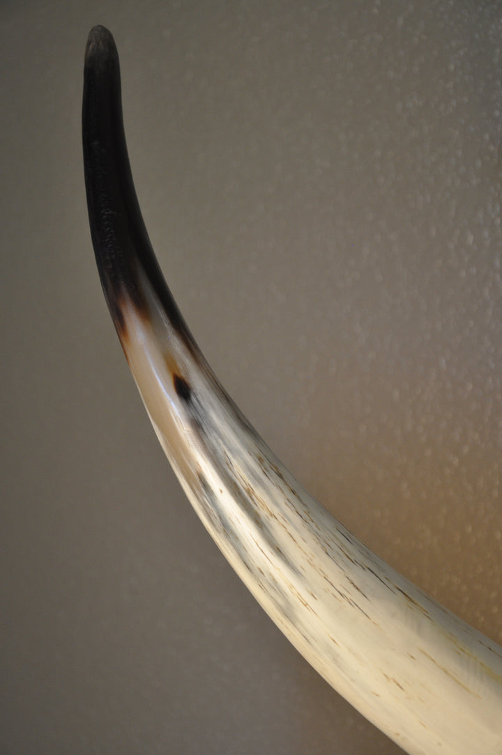 BOBBIE - 5' 9" Longhorn Mount