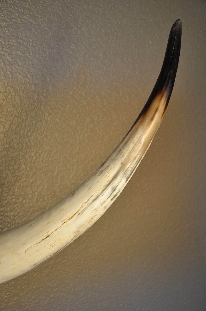 BOBBIE - 5' 9" Longhorn Mount